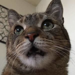 Meet your Posher, Masayo